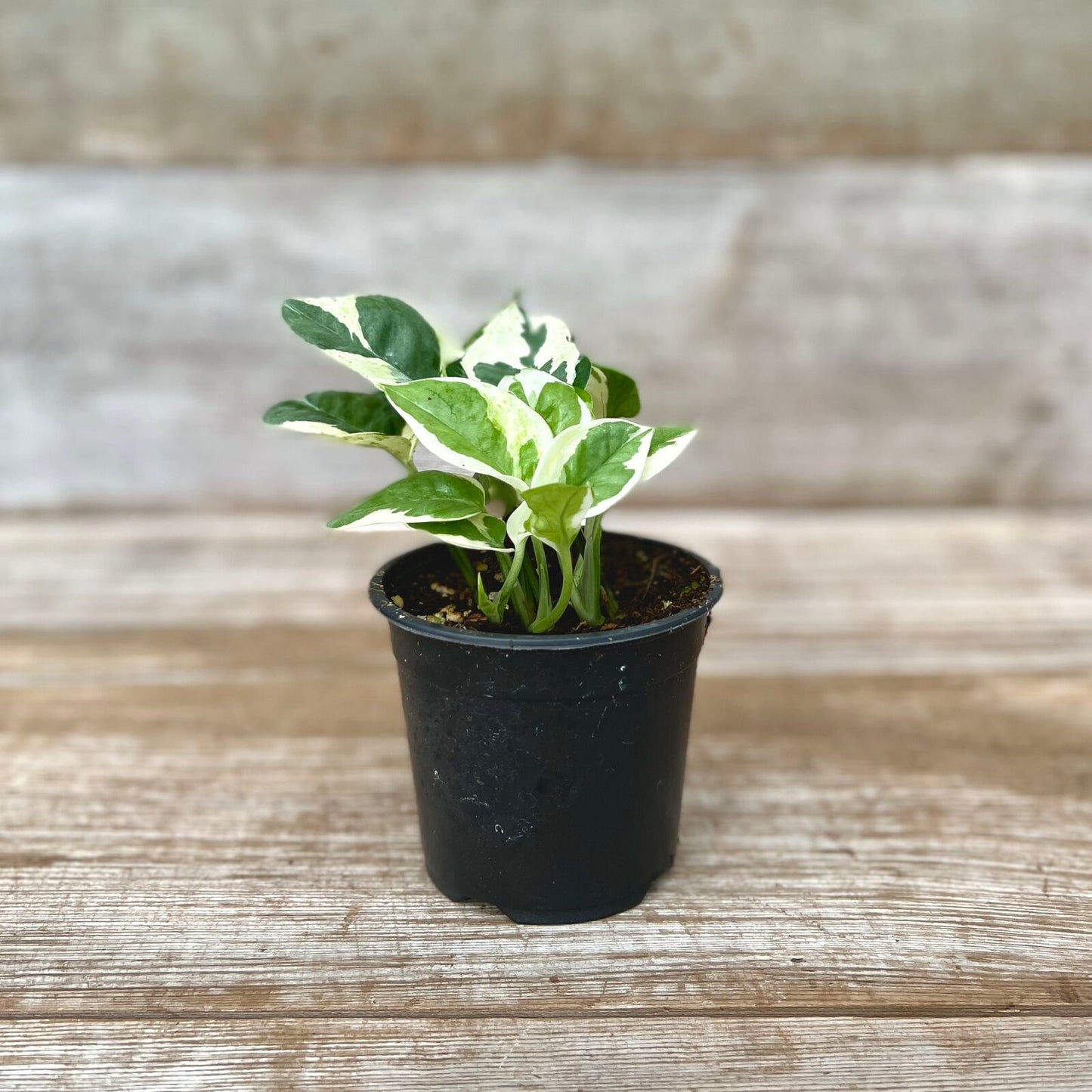 Pothos Pearls & Jade 4" Pot