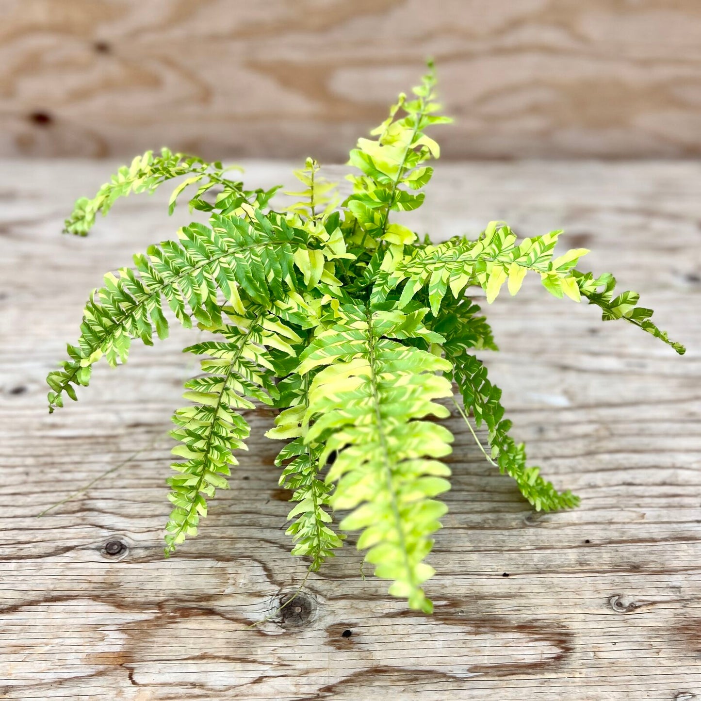 Boston Fern Tiger 4" Pot