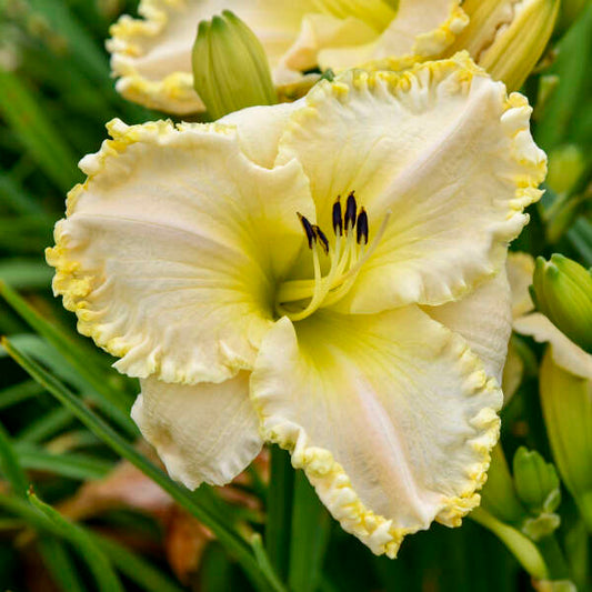 Daylily Marquee Moon 1G