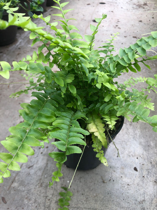 Boston Fern Nevada 4" Pot