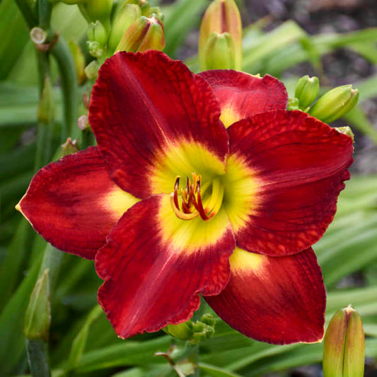 Daylily Passion for Red 1G