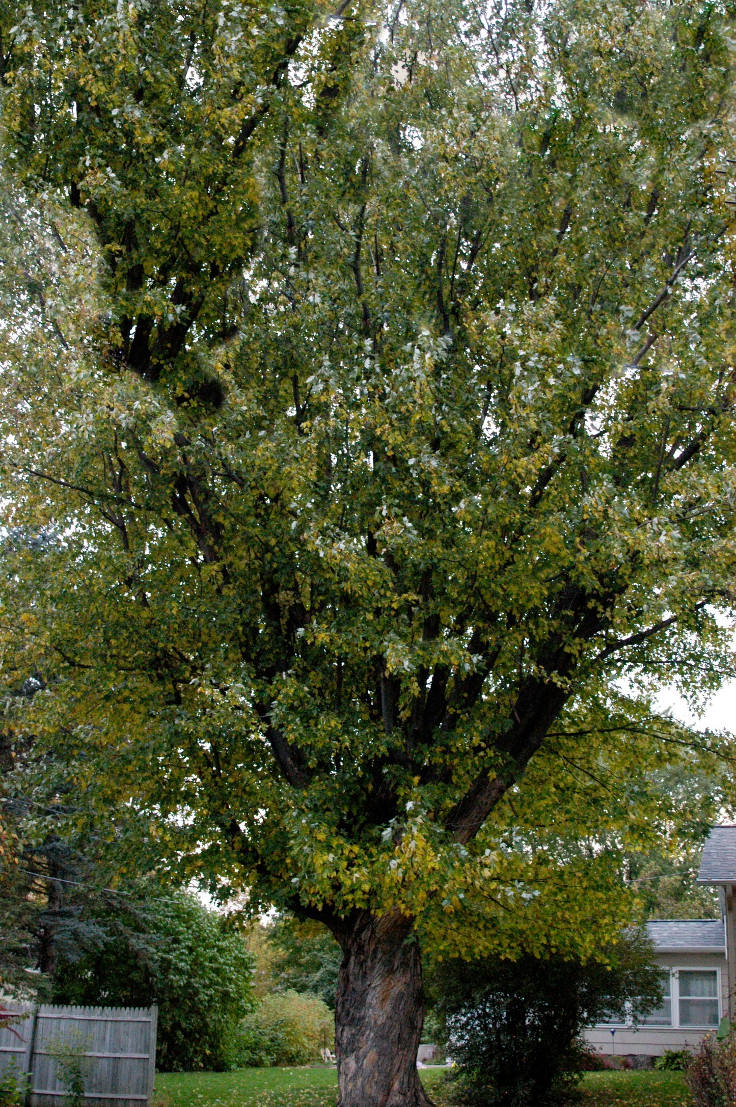 Silver Cloud Maple 5 Gallon