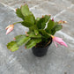 Zygo Christmas Cactus 4" Pot