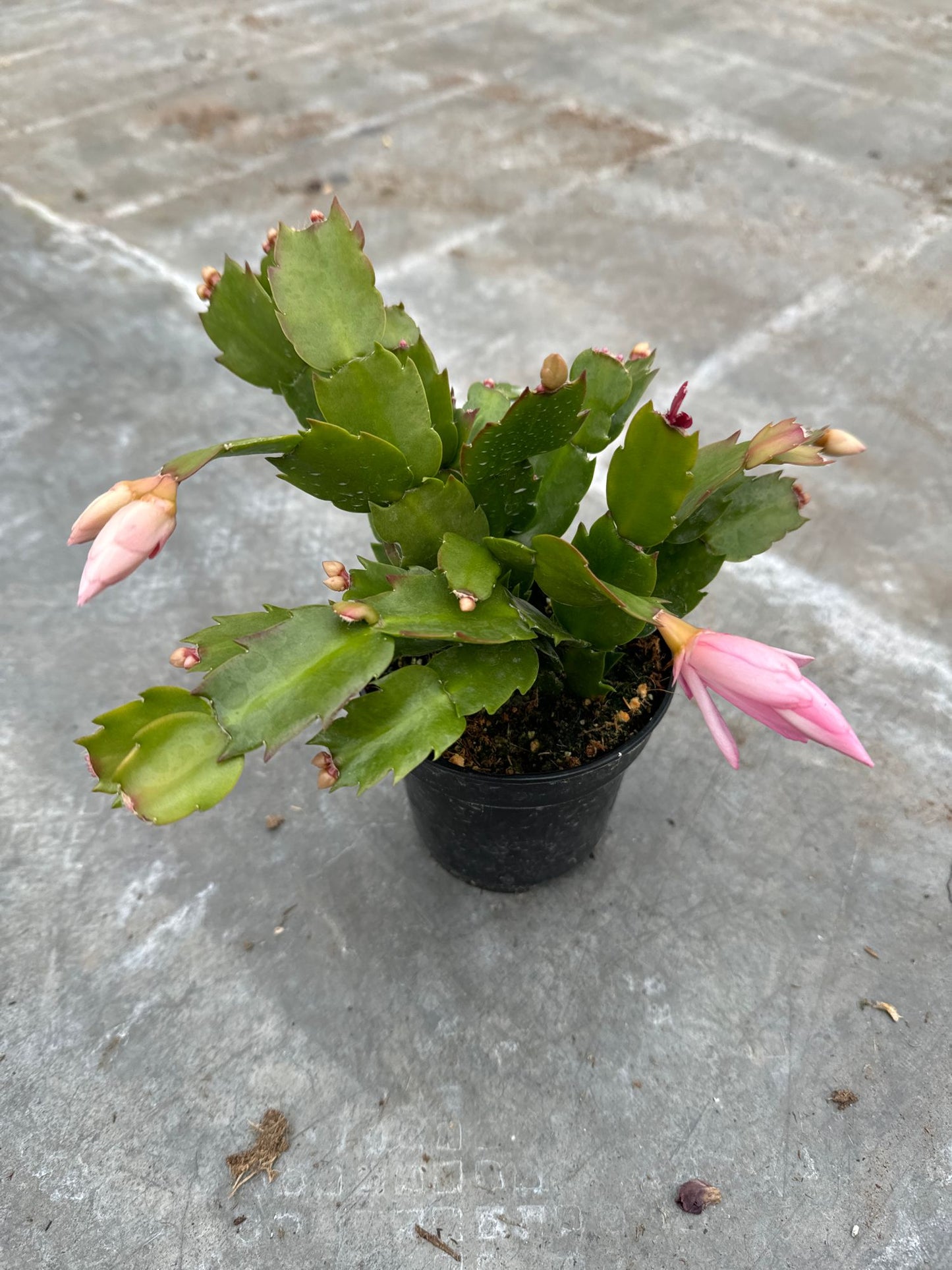 Zygo Christmas Cactus 4" Pot