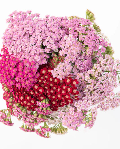 Achillea Flowerburst Fruit Bowl WCS Seeds