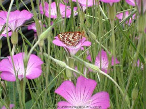 Agrostemma Pink & Purple