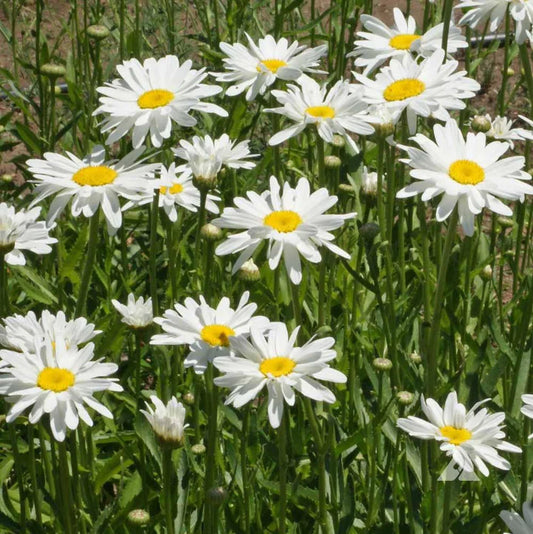 Shasta Daisy Alaska MIgardener Seed