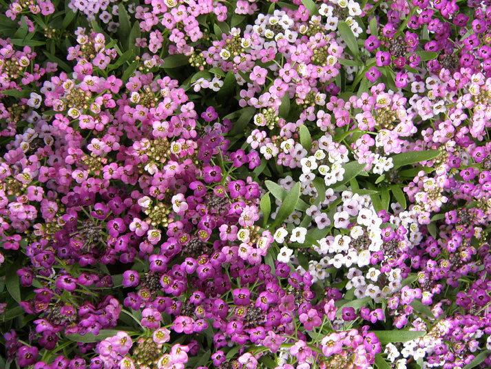 Alyssum Summer Romance