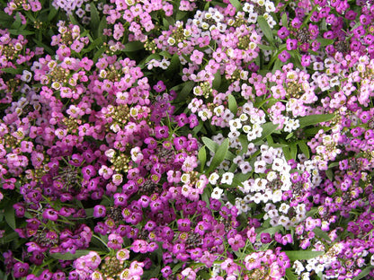 Alyssum Summer Romance