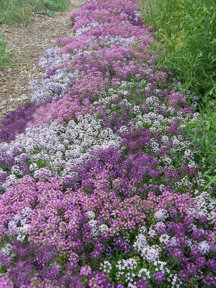 Alyssum Summer Romance