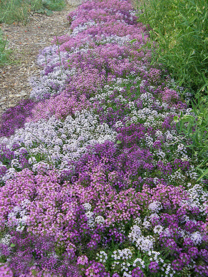 Alyssum Summer Romance
