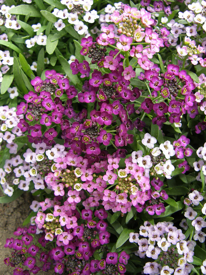 Alyssum Summer Romance