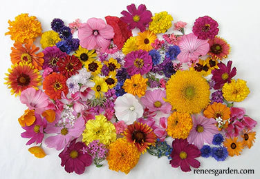 Scatter Garden Endless Bouquets for Cut Flowers