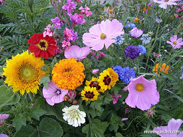 Scatter Garden Endless Bouquets for Cut Flowers