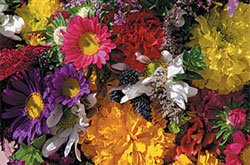 Bouquet Mix Jumbo OSC Seed