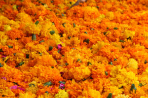 Marigold Antigua Gold OSC Seed