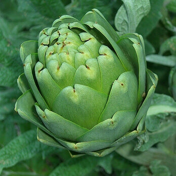 Artichoke Green Globe