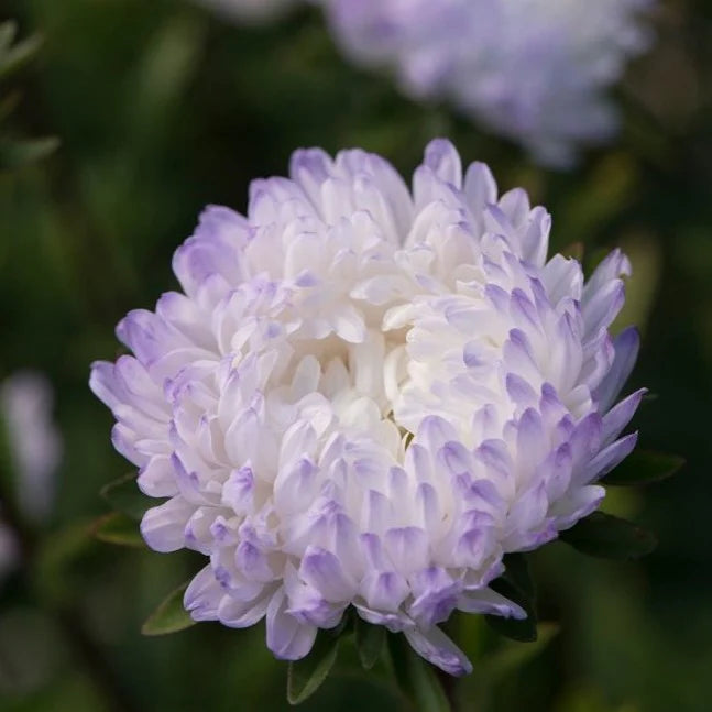 Aster Silver MIgardener Seed