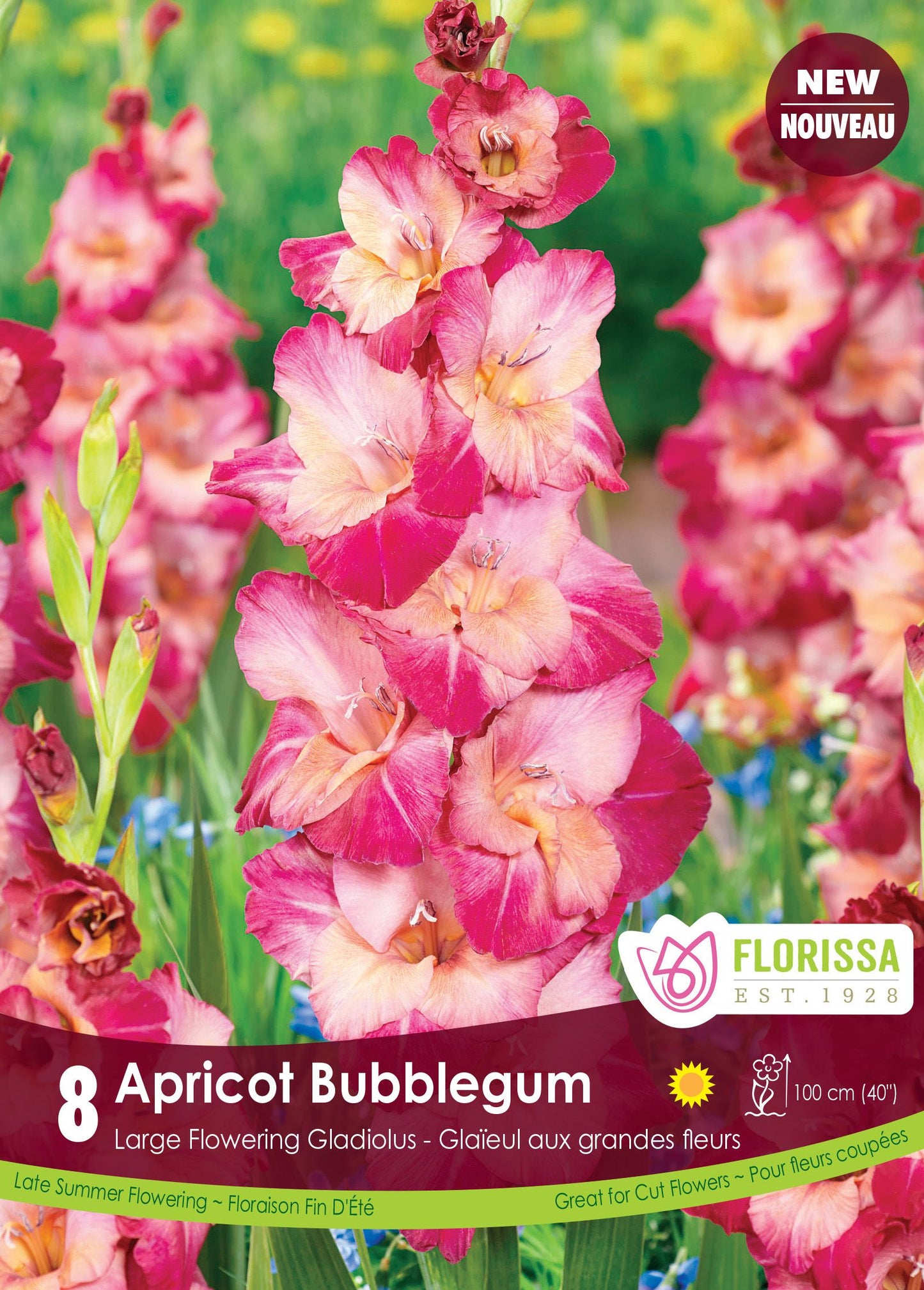 Gladiolus Apricot Bubblegum Bulbs