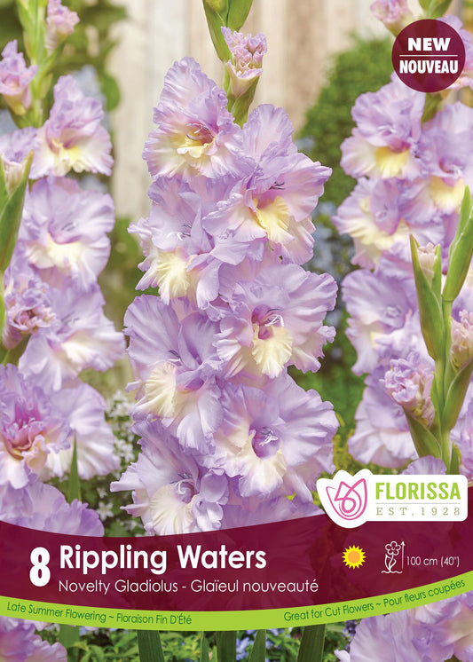 Gladiolus Dutch Rippling Waters Bulbs