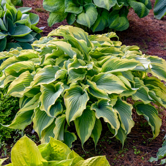 Hosta Voices In The Wind 1G