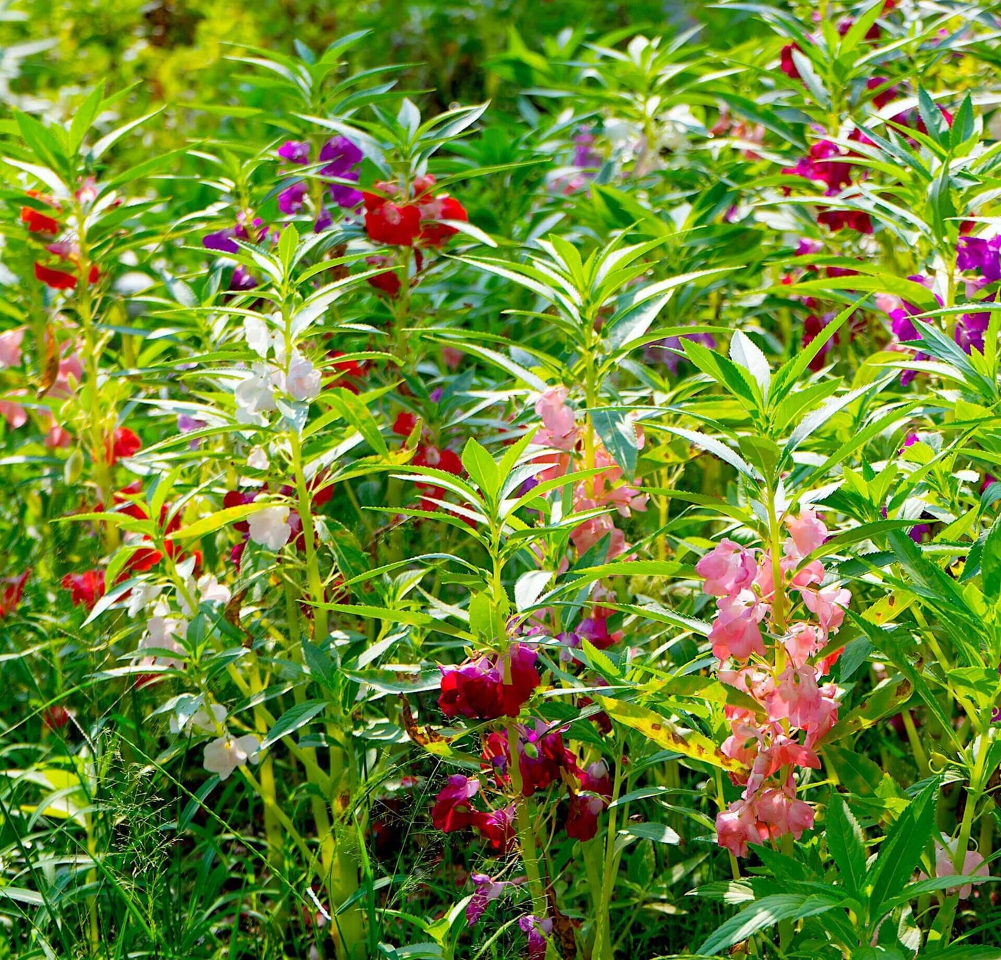 Balsam Mixed Colours OSC Seed