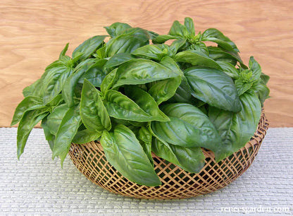 Basil Sweet Green