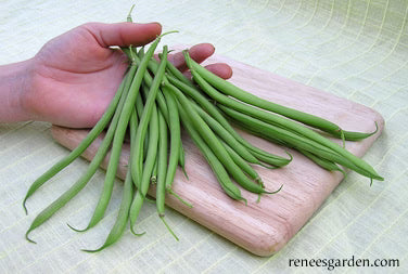 Bean Bush Rolande Organic