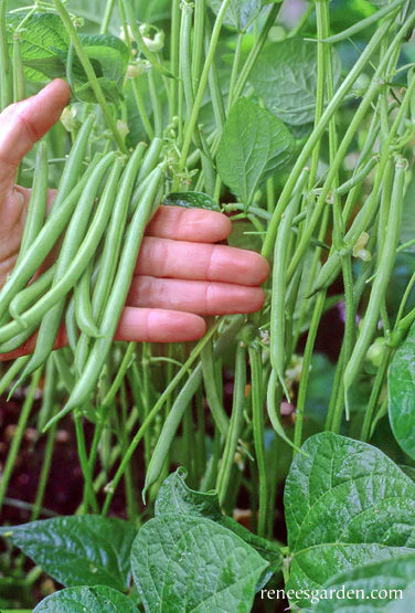 Bean Bush Rolande Organic