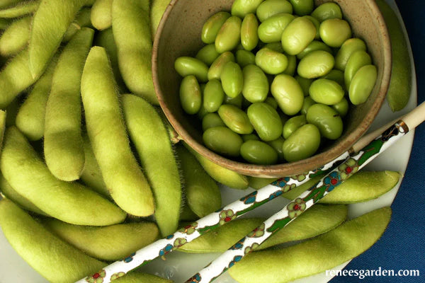 Bean Edamame Soy Beans