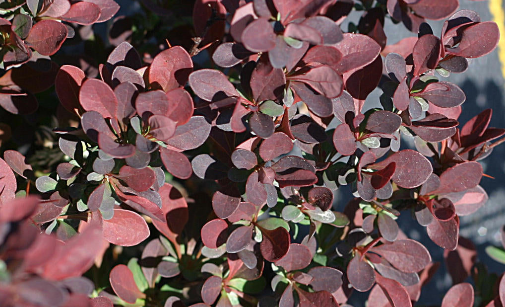 Barberry Ruby Carousel 2G