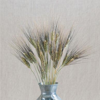 Black Tip Wheat MIgardener Seed