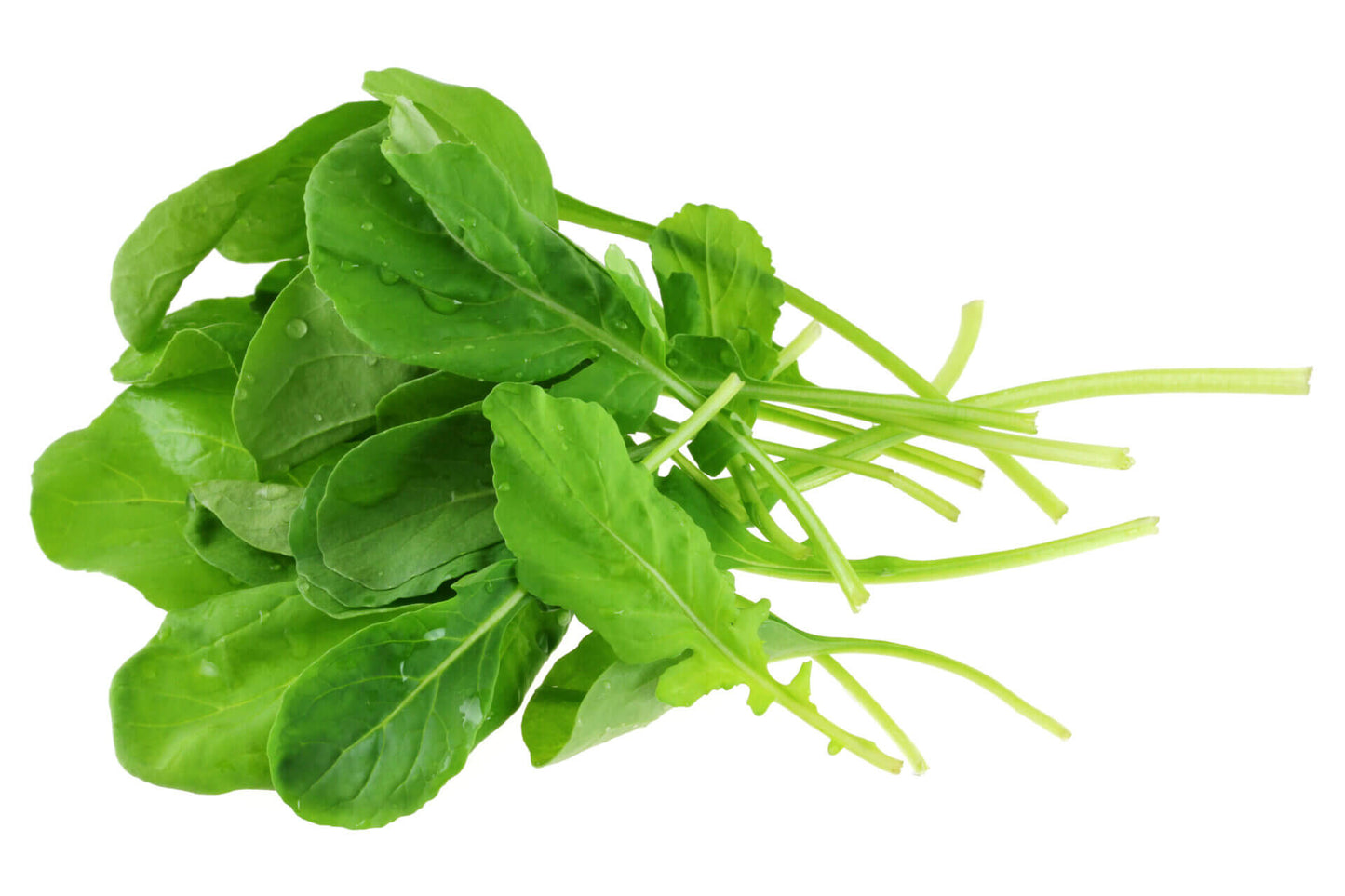 Arugula Roquette Organic OSC Seed