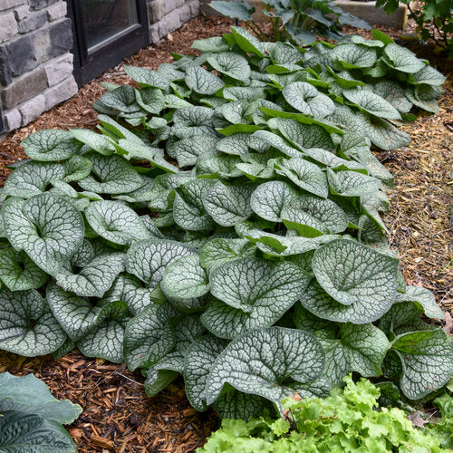 Brunnera Jack Of Diamonds 1G