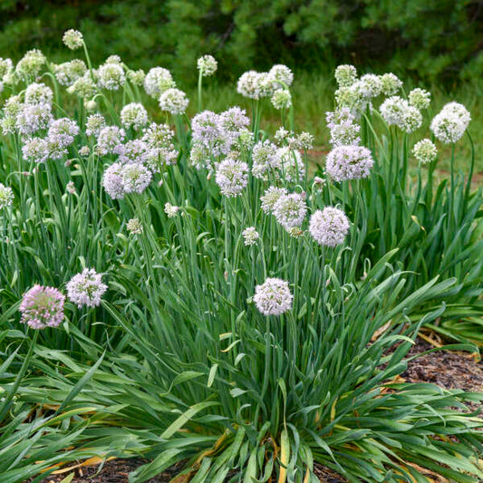 Allium Bobblehead 1G