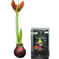 Waxed Amaryllis Red Flowering Bulb