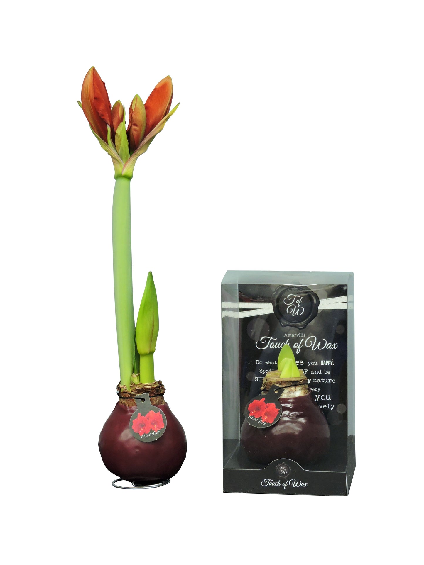 Waxed Amaryllis Red Flowering Bulb