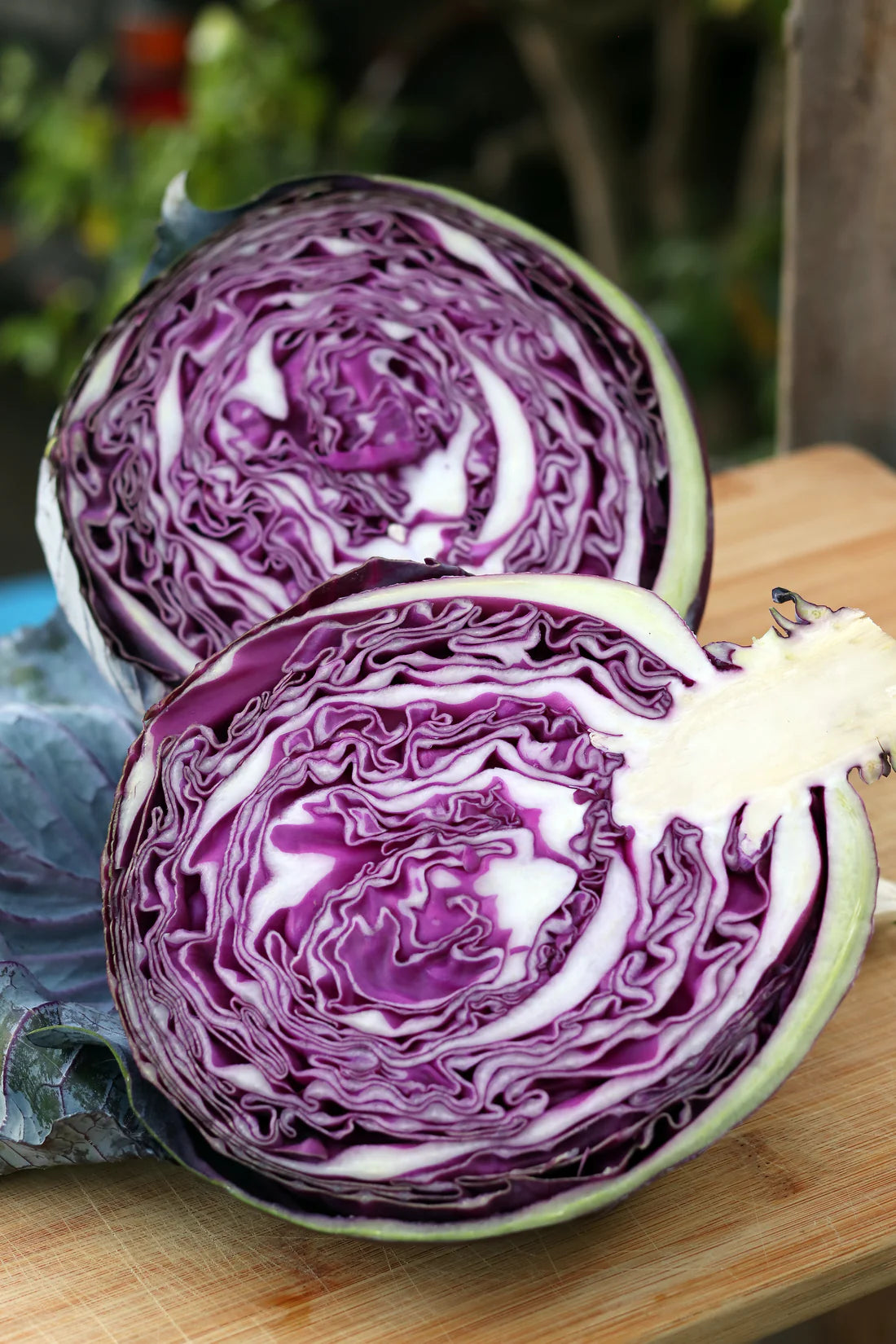 Cabbage Red Omero