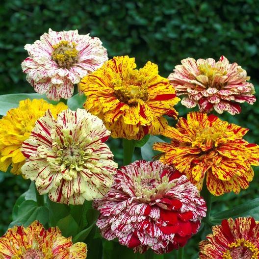 Zinnia Candy Stripe MIgardener Seed