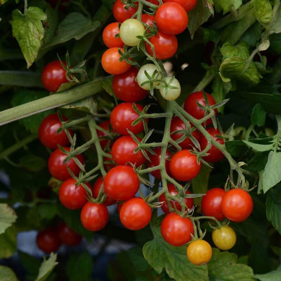 Tomato Candyland Currant OSC Seed