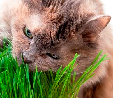 Cat Grass OSC Seed