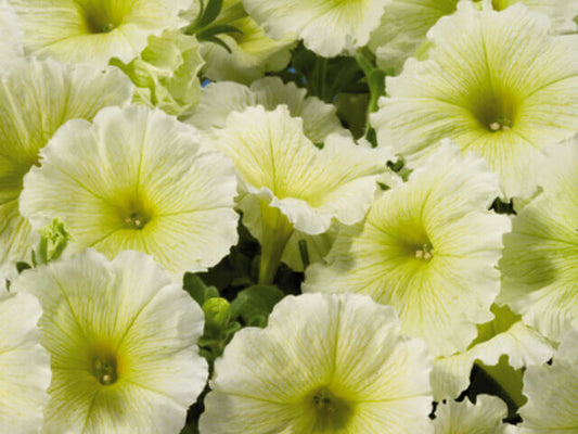 Petunia Celebrity Yellow OSC Seed