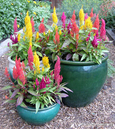 Celosia Hippie Tie Dye Mix