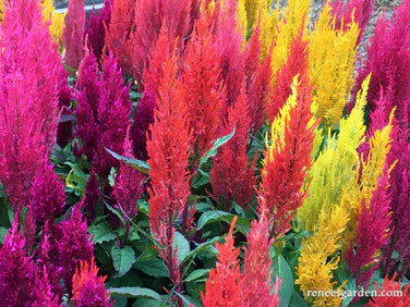 Celosia Hippie Tie Dye Mix