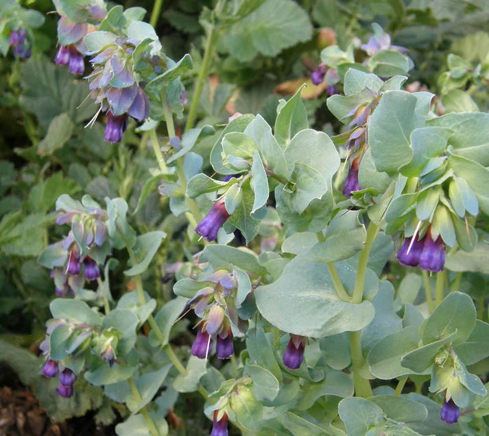 Cerinthe Pride of Gibraltar