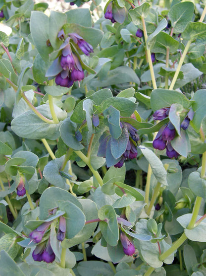 Cerinthe Pride of Gibraltar