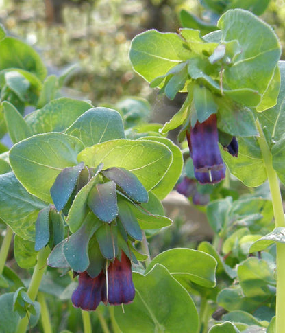 Cerinthe Pride of Gibraltar