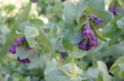 Cerinthe Pride of Gibraltar