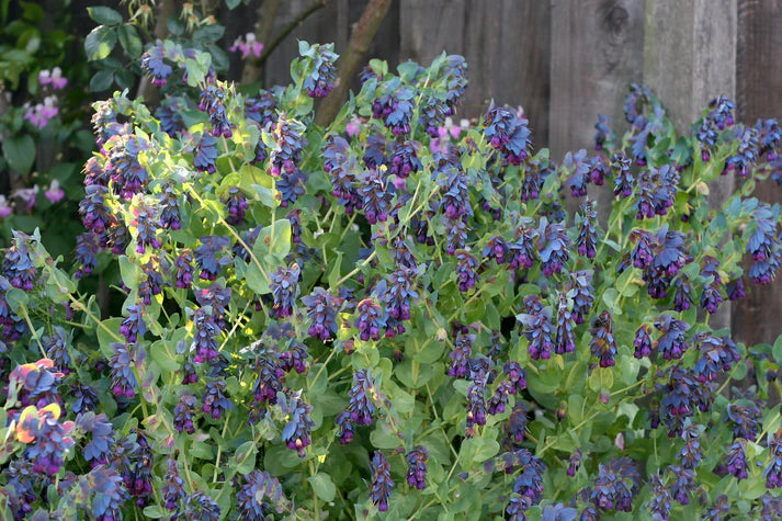 Cerinthe Pride of Gibraltar
