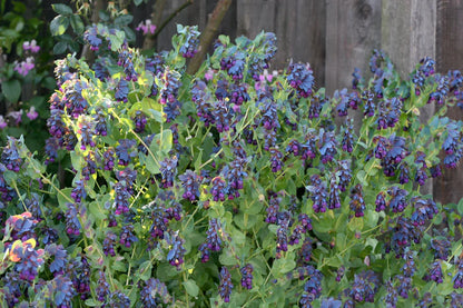Cerinthe Pride of Gibraltar